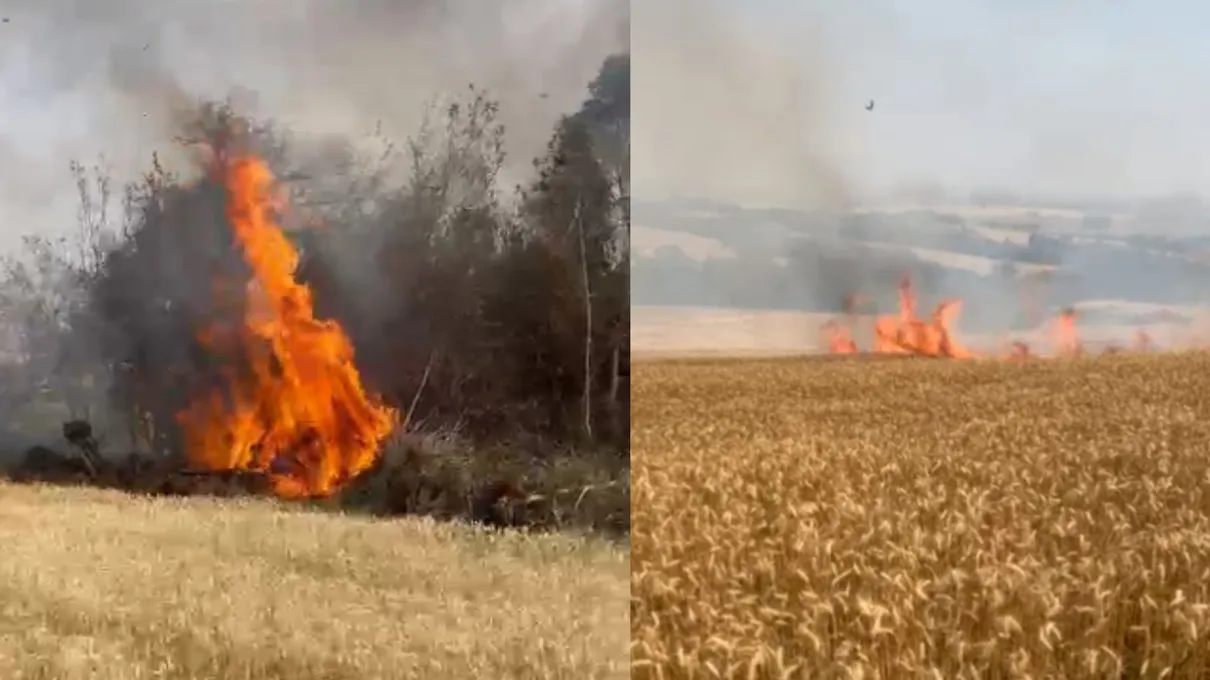 Fogo atingiu plantação de trigo em Apucarana