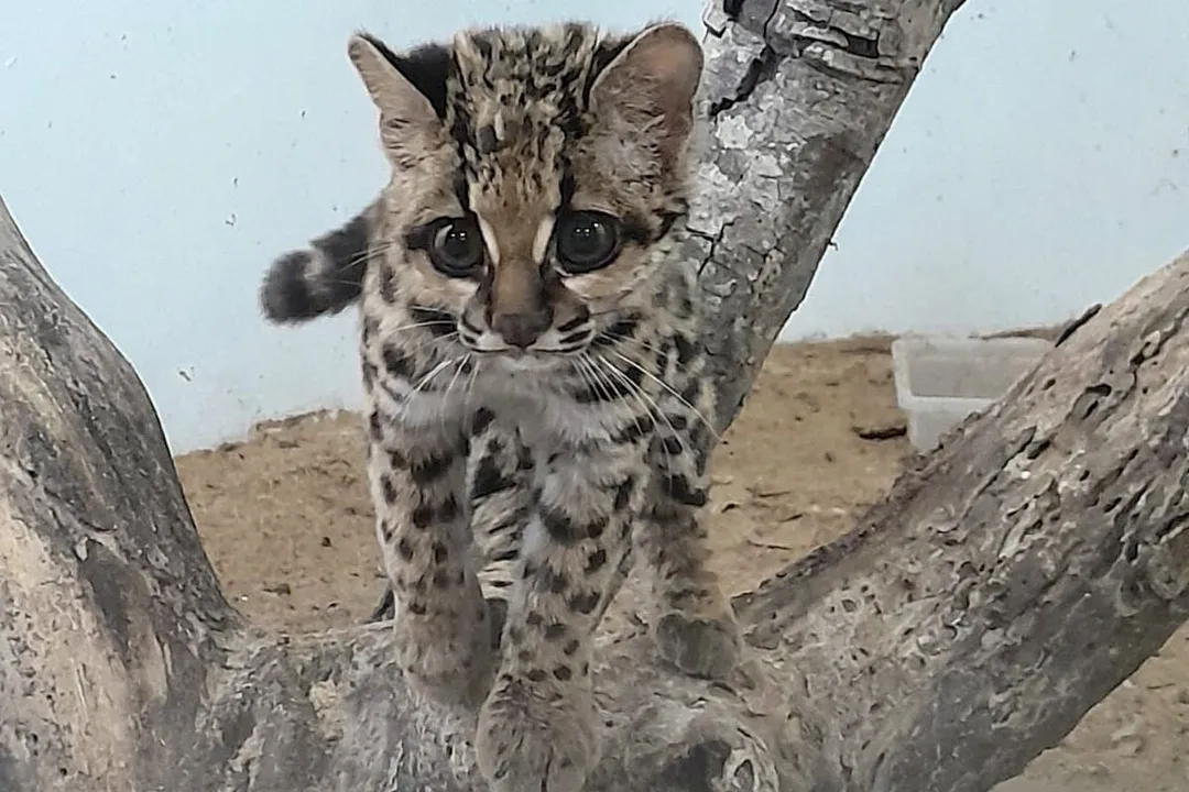 Gato-maracajá passou dez meses de treinamento e reabilitação antes de ser devolvido à natureza pelo IAT.