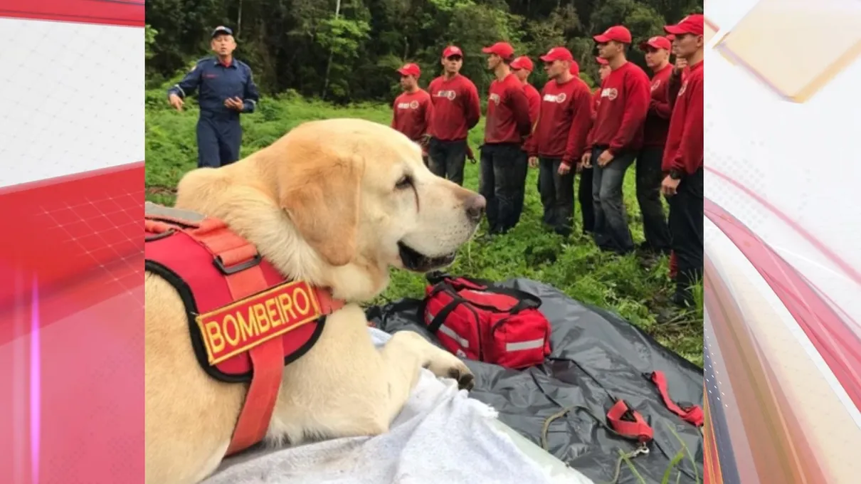 Labrador atuou como salva-vidas e terapeuta