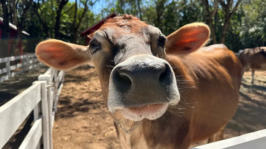 Segundo o proprietário do sítio, a vaca, de pelagem marrom e com a cara preta, não possuía identificação.