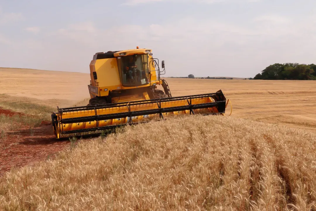 valor da produção das principais culturas agrícolas do Brasil teve uma queda de 2,3%, na comparação com o ano anterior