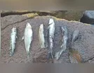 Mortandade de peixes no Rio Bom volta a preocupar moradores; assista