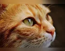 Gato morre durante tosa e homem agride proprietária de clínica