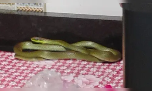 Cobra venenosa é encontrada embaixo de microondas em Apucarana