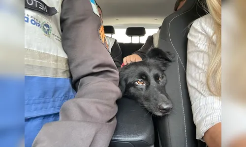 Idoso é preso suspeito de abusar sexualmente de cadela em praia