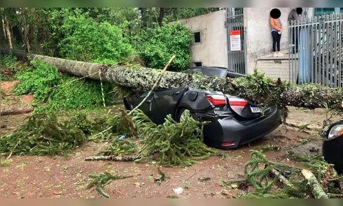 Árvore cai sobre carro durante temporal e mata homem de 40 anos