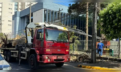 Apucarana tem mais de 1,3 mil pedidos para poda e corte de árvores