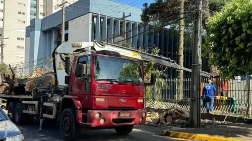 Apucarana tem mais de 1,3 mil pedidos para poda e corte de árvores