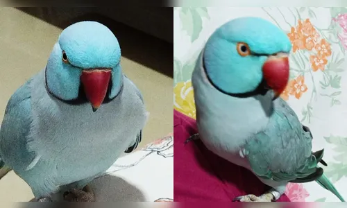 Morador procura ave ring neck que fugiu em Apucarana