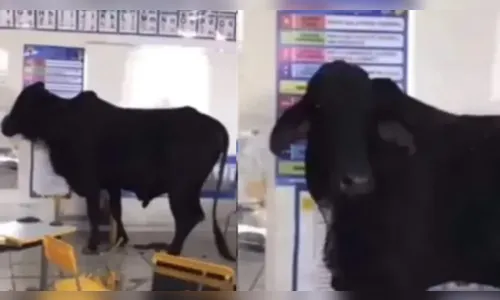 Escola é evacuada após boi invadir sala de aula e ferir crianças