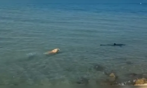 Cachorro pula no mar, persegue e morde tubarão-azul: 