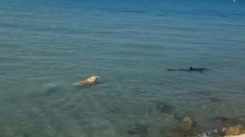 Cachorro pula no mar, persegue e morde tubarão-azul: "Cão muito louco"