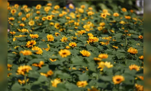 Cultivo de flores cresce 15% no Paraná