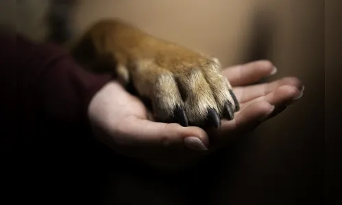 Cachorro recebe direito a pensão alimentícia após divórcio de tutores