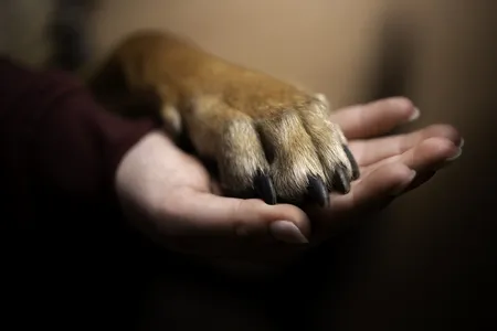 Como consta na decisão, o direito foi concedido, pois o cão enfrenta algumas doenças