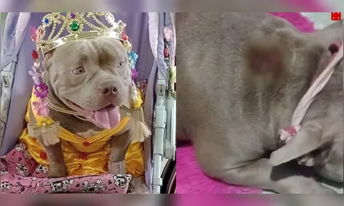 Cachorra influencer sofre queimadura após ataque com bombinha em SP