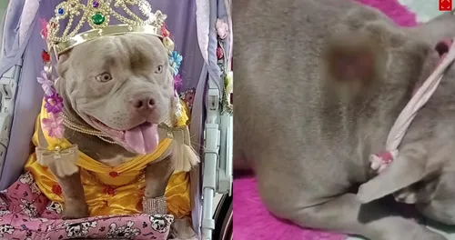 Dona escutou o barulho do explosivo vindo de sua garagem e se assustou com a cachorra ferida