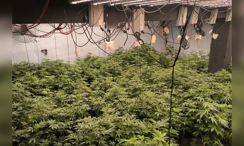 PM encontra 430 pés de maconha em quatro estufas em Maringá