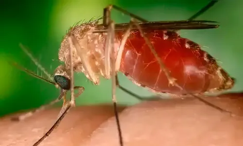 Ministério apura morte de apucaranense por Oropouche ocorrida em abril