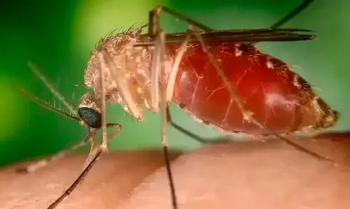 Febre do Oropouche é transmitida pelo Culicoides paraensis, conhecido como maruim ou mosquito-pólvora