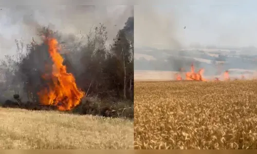 Plantação de trigo é atingida por incêndio em Apucarana