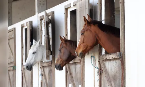 Adapar implementa sistema digital para emissão de GTA de equídeos