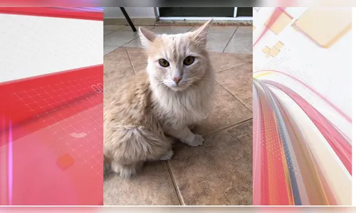 Família de Apucarana pede ajuda para encontrar gato desaparecido