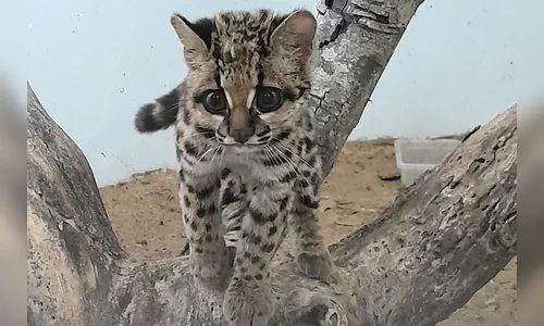 IAT devolve gato-maracajá à natureza após 10 meses de reabilitação