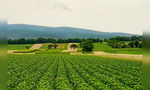ATeG: conheça a melhoria na base da agropecuária do Paraná