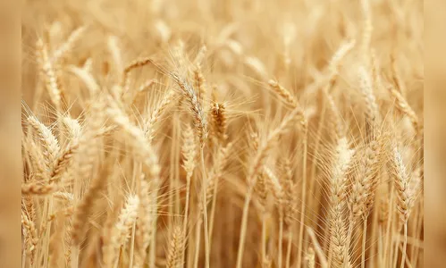 Safra 2024 terá maior produção de algodão, feijão, arroz e trigo