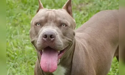 Pitbull invade casa, ataca cachorro de estimação e dono ameaça idosa