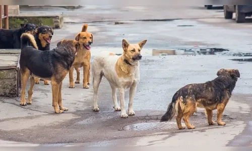 Cachorros soltos na rua viram caso de polícia após ataque a mulher