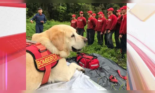 Primeiro cão salva-vidas do Brasil, Ice, morre aos 14 anos