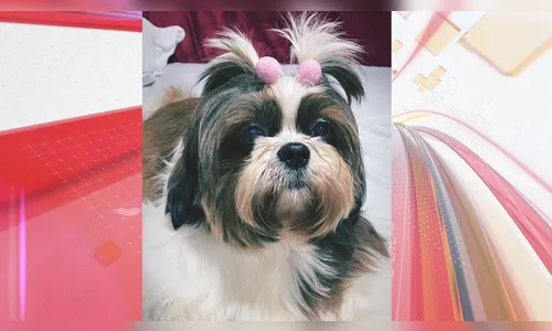 Família pede ajuda após cachorra fugir por conta de fogos em Apucarana