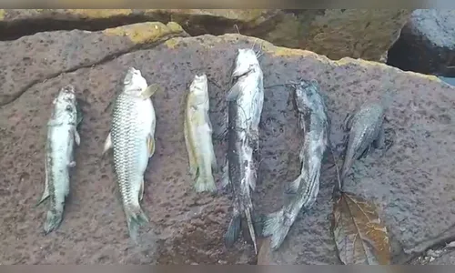 Mortandade de peixes no Rio Bom volta a preocupar moradores; assista