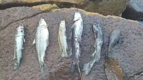 Mortandade de peixes no Rio Bom volta a preocupar moradores; assista