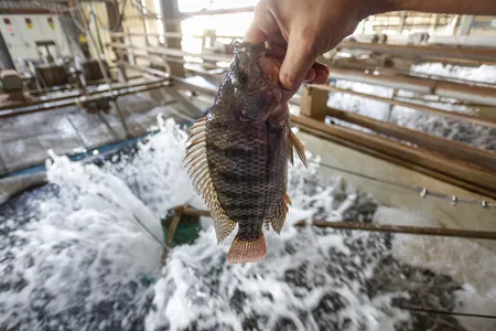 O Paraná ainda tem três cidades entre as maiores produtoras de peixes do Brasil