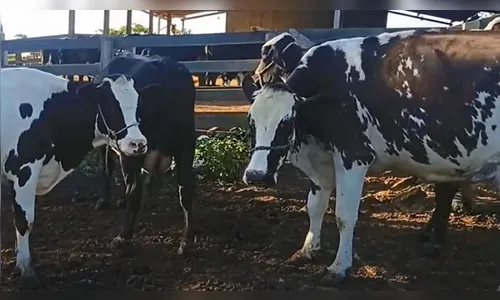 Mulher é agredida pelo ex-companheiro após recusa de entrega de gado