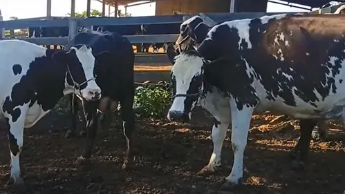 O caso foi no assentamento Egídio Brunetto.