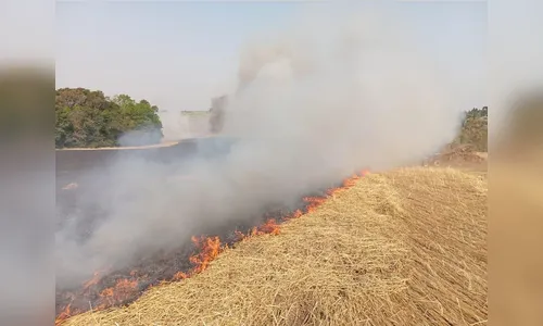 Dupla é presa após atear fogo em plantação de agricultor