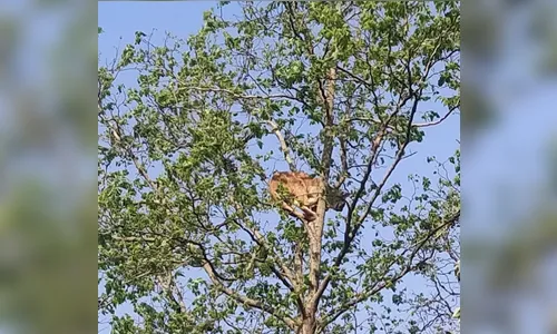 Onça é flagrada perto de residência; animal precisou ser resgatado