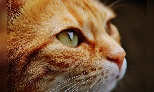 Gato morre durante tosa e homem agride proprietária de clínica