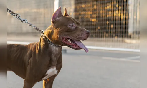 Motociclista mata cachorro a pauladas após acidente em Maringá