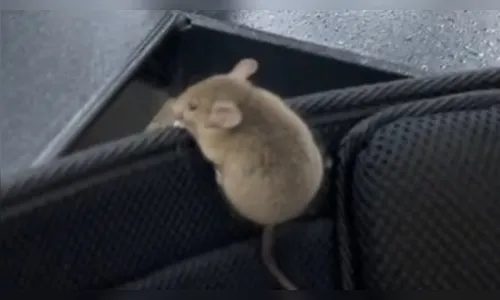 Rapaz encontra rato em academia e vídeo viraliza: 