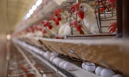 Produção de frangos e suínos do PR cresce acima da média nacional