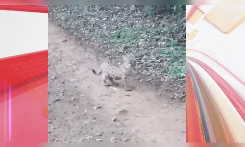 Filhote de onça-parda é visto na zona rural de Apucarana; assista