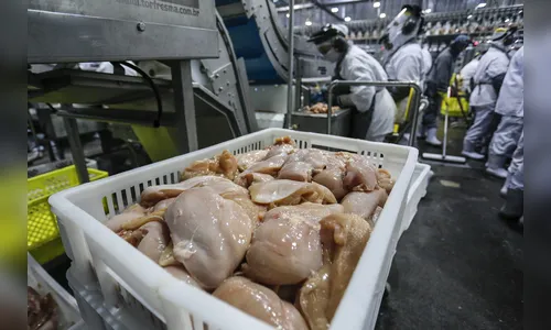 Paraná lidera aumento na produção de frangos e suínos em 2024