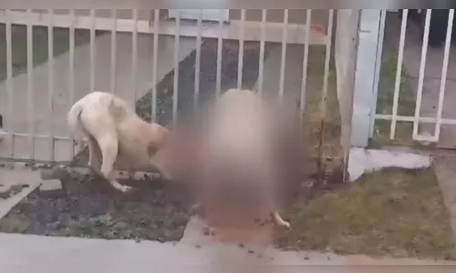 Pitbulls escapam de casa e matam cachorro do vizinho no Paraná
