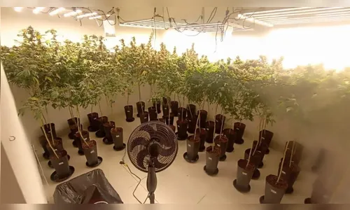 Polícia Civil descobre laboratório 'sofisticado' de maconha em Maringá