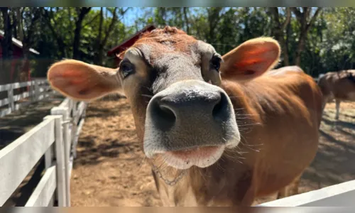 Furto de vaca leiteira é registrado em assentamento rural de Arapongas